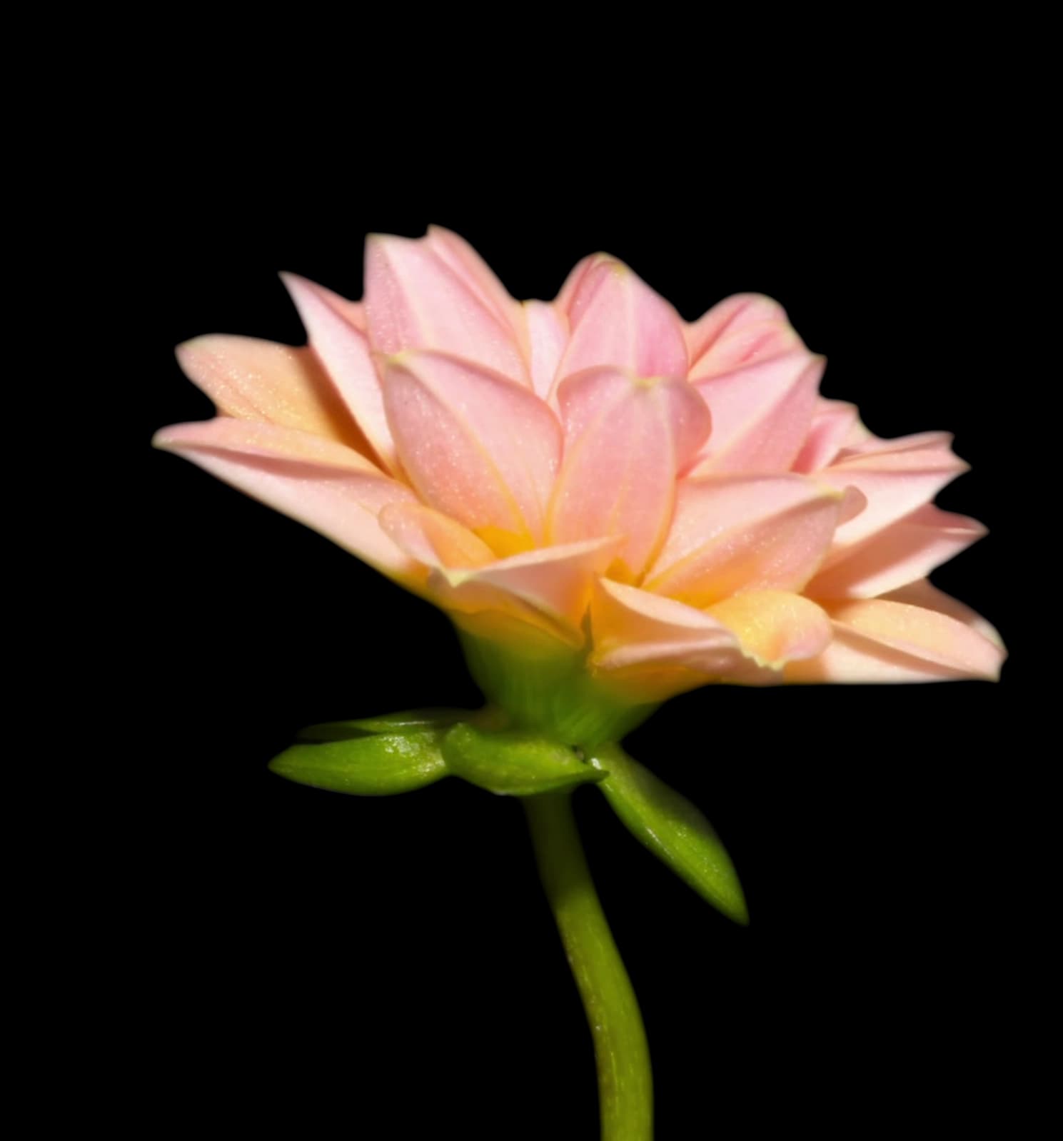 Fallback Image (WEBP)